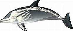 Afbeeldingsresultaten voor Dolfijn Skelet. Grootte: 248 x 106. Bron: www.vecteezy.com