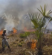マダガスカル 産業 に対する画像結果.サイズ: 174 x 185。ソース: www.aflo.com