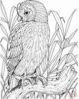 Coloring Malvorlagen Eulen Eule Ausmalbild Owls Perched Uhu sketch template