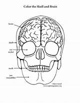 Brain Coloring Skull Pages Anatomy Human Pdf Side Right Printable Getcolorings Elementary Drawing Color Print Book Getdrawings Sheet sketch template