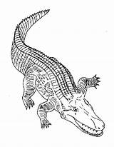 Crocodile Coloring Pages sketch template