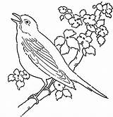 Bird Coloring Pages Birds Canary Tree Printable Singing Color Rainforest Drawing Bluebird Eastern Cuckoo Adult Print Cute Getdrawings Pet Bunch sketch template