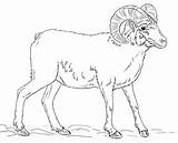 Sheep Bighorn Rocciose Pecora Mouflons Canadiens Printmania Supercoloring sketch template