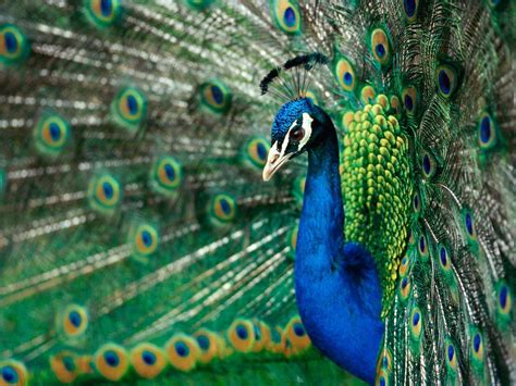 free download wallpaper hd peacock most beautiful bird high