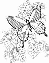 Purplekittyyarns Kitty Butterfly sketch template