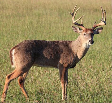 saving     buck hunting prime time alcom