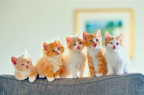 group  cute kittens raww