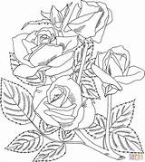 Grandiflora Rosen Ausmalbilder Riscos Lindos Artesanato Ausdrucken Designlooter Sharon Blumen Malvorlagen Kostenlos 1882 2116 sketch template