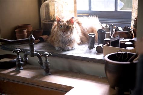 Why Buttercup The Cat Is The Greatest Hunger Games Survivor Of Them All