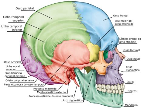 ossos da cabeca nomes dos ossos  cranio biologia infoescola