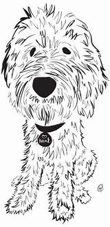Goldendoodle Labradoodle Doodles Hund Pups Sketch Puppies Raises Awareness Dollars Goldendoodles Dibujos sketch template