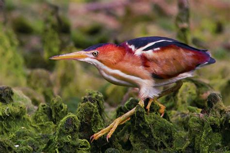 Least Bittern Audubon Field Guide