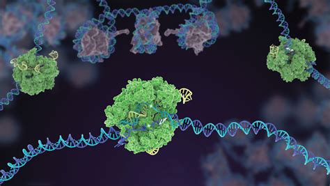 No Cut Crispr Halts Progression Of Muscular Dystrophy In Mice