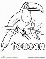 Toucan Bird Rainforest Toco Sheets Tucan Worksheets Toucans Theme Designlooter sketch template