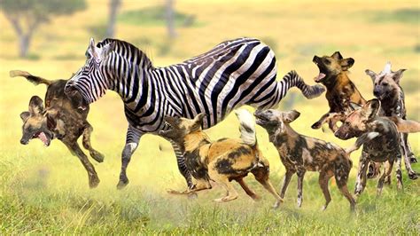 zebra   wild dogs   terrified zebra  wild dogs epic battle youtube