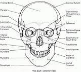 Physiology sketch template