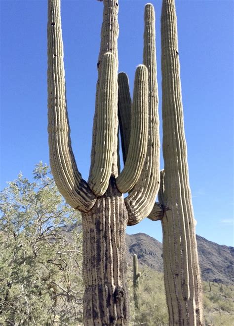 amy lynn albertson saguaro cactus  fascinating salisbury post salisbury post