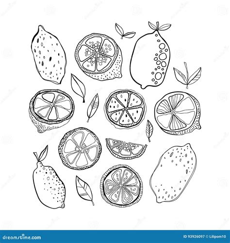lemons black  white citrus fruits  coloring pages doodle