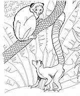 Lemur Colorat Giungla Kolorowanka Tailed Kleurplaat Ausmalbilder Planse Dschungeltiere Kleurplaten Maimute Lemurs Animale Kolorowanki Dierentuin Katta Ringstaartmaki Druku Lemuren Rainforest sketch template