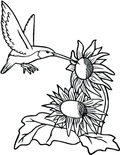 hummingbird coloring pages printable  getcoloringscom