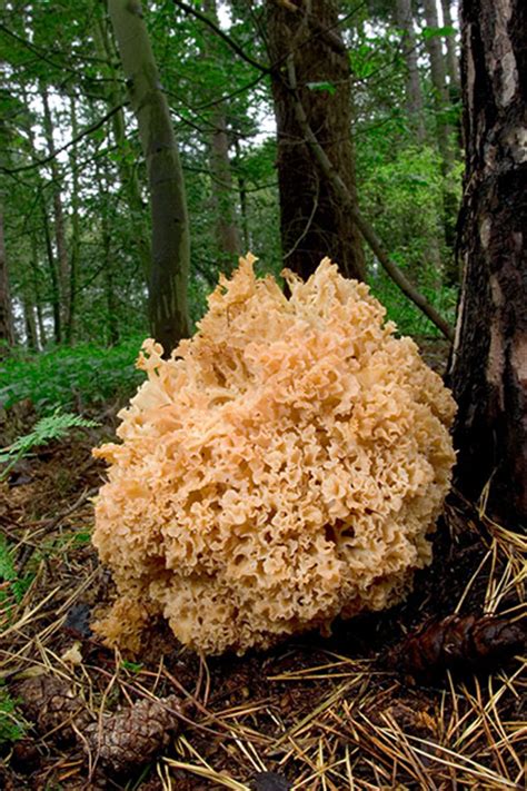 Wild Mushrooms A Very Brief Guide Life And Style The Guardian