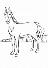 Poulain Pferd Tegninger Heste Momjunction Horses Male Cavalos Salvo sketch template