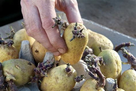 aardappelen kweken  een zak   simpele stappen gardeners world