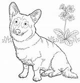 Corgi Coloring Pages Welsh Dog Pembroke Cute Printable Drawing Color Hard Dogs Print Colouring Line Animals English Getdrawings Kids Drawings sketch template