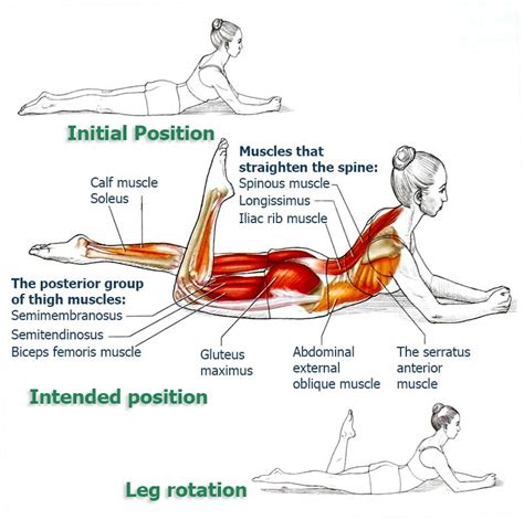 Erector Spinae Exercises Pilates Leg Kick The Health Science Journal