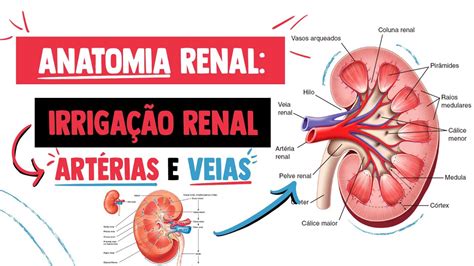 anatomia renal conheca  arterias  veias  irrigam  rim