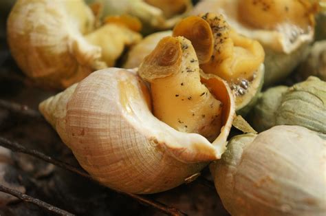 images food produce invertebrate clam escargot sea snail snails  slugs