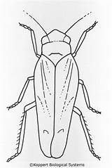 Leafhopper Coloring Drawing Designlooter Biological Koppert Systems Vitis Grape Adult 1024px 49kb sketch template