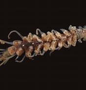 Afbeeldingsresultaten voor "amblyosyllis Formosa". Grootte: 176 x 185. Bron: www.aphotomarine.com