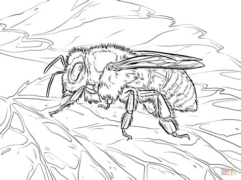 coloring pages  honey bees coloring home