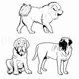 Mastiff Bullmastiff Dog Drawing Draw Step Puppies Pitbull Sketch Easy Coloring Drawings Realistic Kids Dragoart Pages Dogs Getdrawings Simple Clipartmag sketch template