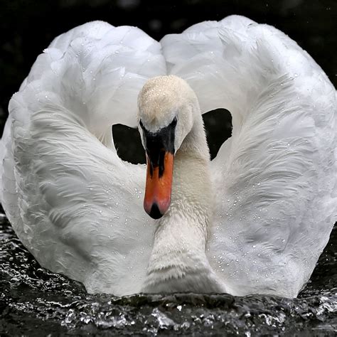 origin   term swan song baring  aegis