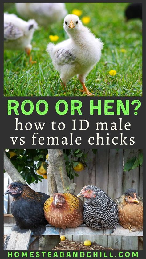 are you wondering if a chick is a rooster or a hen read along to learn