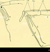 Afbeeldingsresultaten voor "conhecido Borealis". Grootte: 176 x 185. Bron: www.alamy.com