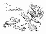 Cinnamon Clip Leaf Vector Illustrations Flower sketch template