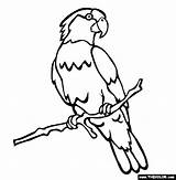 Lorikeet Endangered Parrot Papagaio Fise Tudodesenhos Designlooter Pasari sketch template