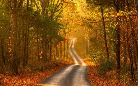 autumn forest road scenery wallpaper