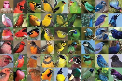How Birds Make Colorful Feathers Bird Academy • The