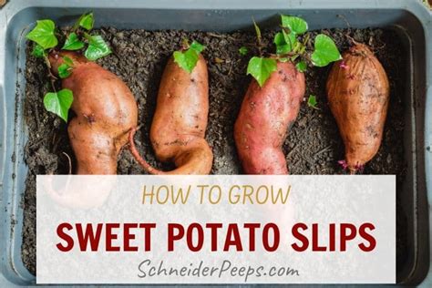 growing  planting sweet potato slips schneiderpeeps
