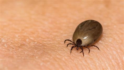 lyme disease spreads    states report finds fox news