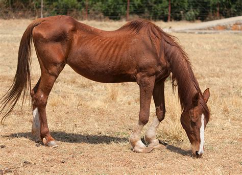 abused  neglected horses horseforce