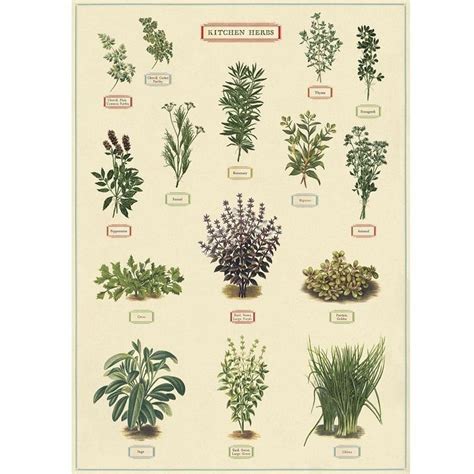 vintage style poster herbs  small folk beautiful posters
