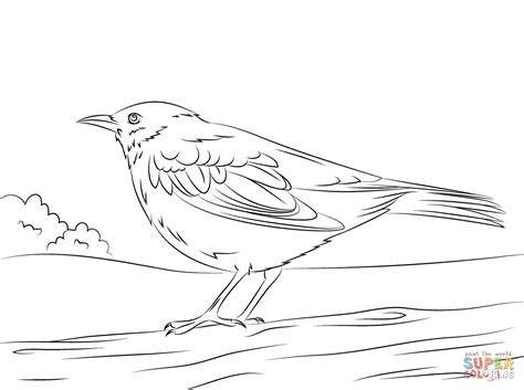 common blackbird coloring page  printable coloring pages