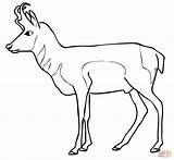 Antelope Pronghorn Pronghorns sketch template