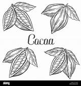 Cocoa Cacao Botany Nutrient Engraving Etch sketch template