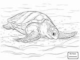 Turtle Leatherback Sea Drawing Snapping Box Coloring Alligator Pages Kids Getdrawings Turtles Reptiles Eastern sketch template